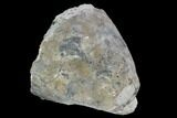 Fossil Crinoid (Eucalyptocrinus) Calyx - Indiana #127325-1